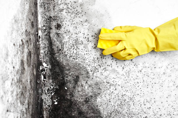 Best Airborne Mold Testing  in Riverside, OH