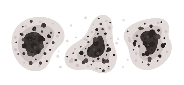 Best Black Mold Removal  in Riverside, OH
