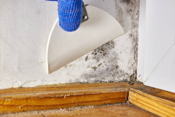 Best Mold Prevention Services  in Riverside, OH