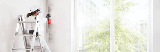 Best Mold Damage Restoration  in Riverside, OH